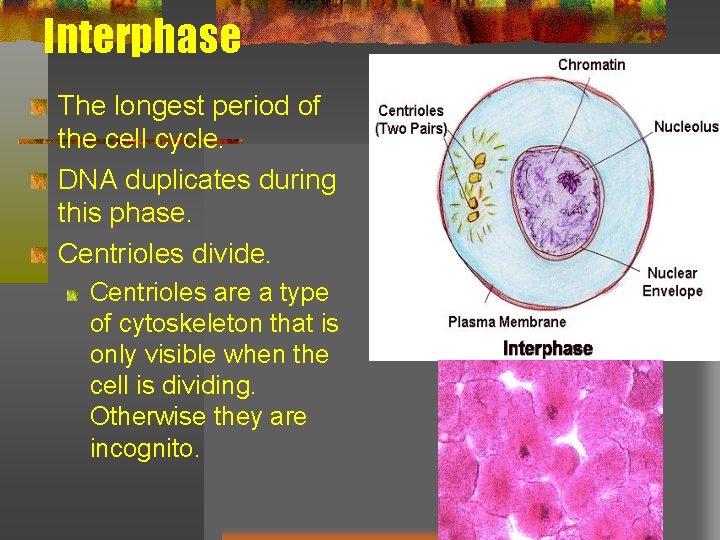 Interphase The longest period of the cell cycle. DNA duplicates during this phase. Centrioles