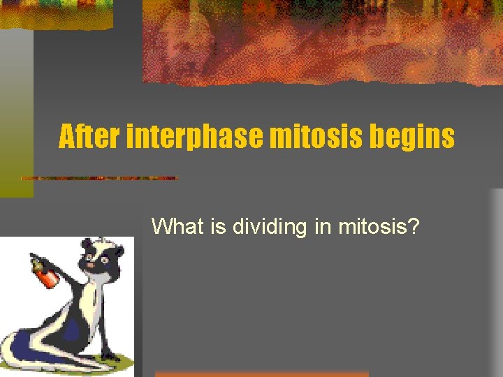 After interphase mitosis begins What is dividing in mitosis? 