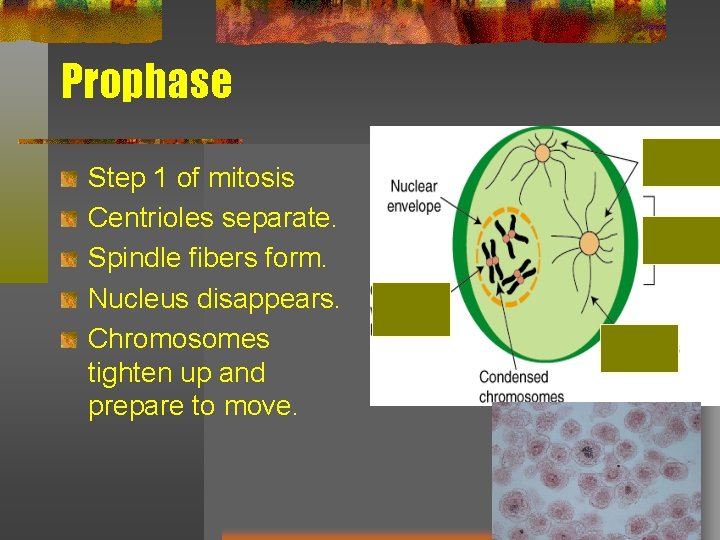 Prophase Step 1 of mitosis Centrioles separate. Spindle fibers form. Nucleus disappears. Chromosomes tighten