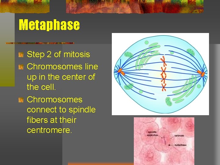 Metaphase Step 2 of mitosis Chromosomes line up in the center of the cell.