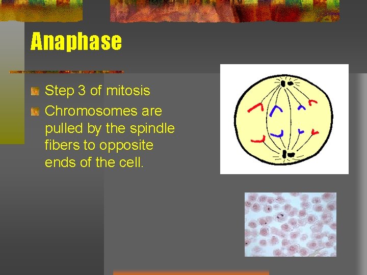 Anaphase Step 3 of mitosis Chromosomes are pulled by the spindle fibers to opposite