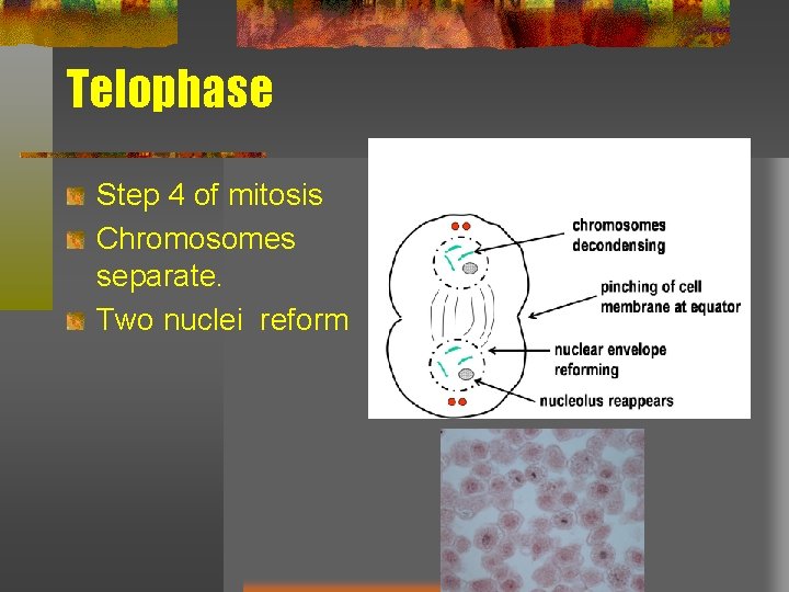 Telophase Step 4 of mitosis Chromosomes separate. Two nuclei reform 