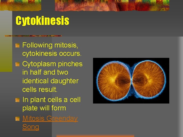 Cytokinesis Following mitosis, cytokinesis occurs. Cytoplasm pinches in half and two identical daughter cells
