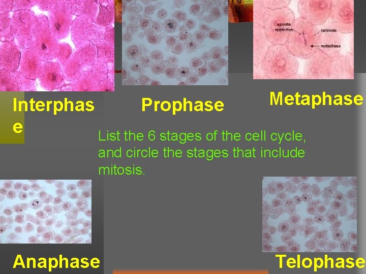 Metaphase Interphas Prophase e List the 6 stages of the cell cycle, and circle