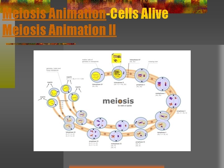 Meiosis Animation-Cells Alive Meiosis Animation II 