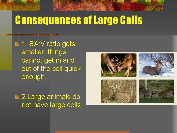 Consequences of Large Cells 1. SA: V ratio gets smaller; things cannot get in
