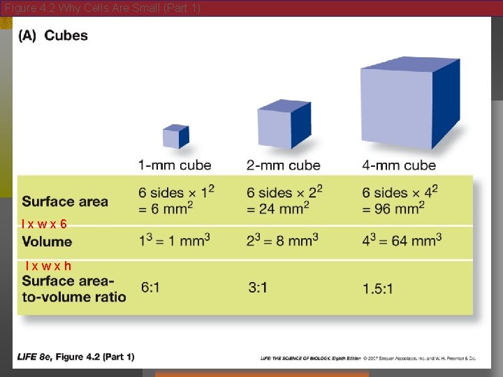 Figure 4. 2 Why Cells Are Small (Part 1) lxwx 6 lxwxh 