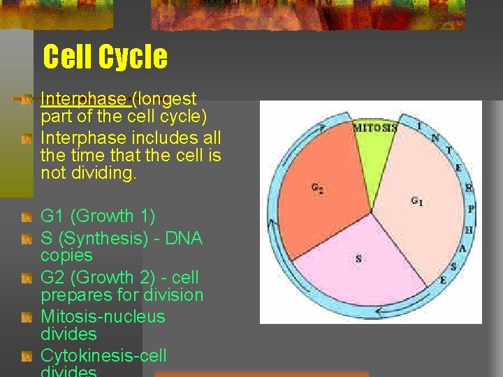 Cell Cycle Interphase (longest part of the cell cycle) Interphase includes all the time