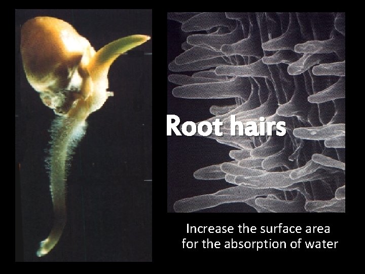 Root hairs Increase the surface area for the absorption of water 