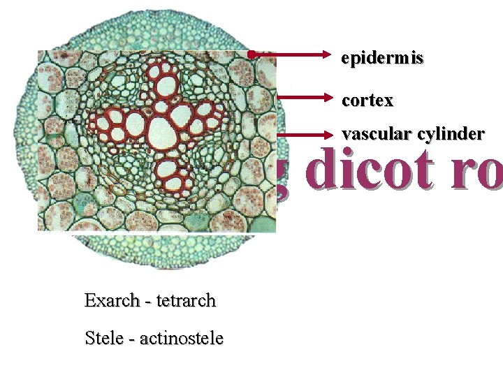 epidermis cortex vascular cylinder Young dicot ro Exarch - tetrarch Stele - actinostele 