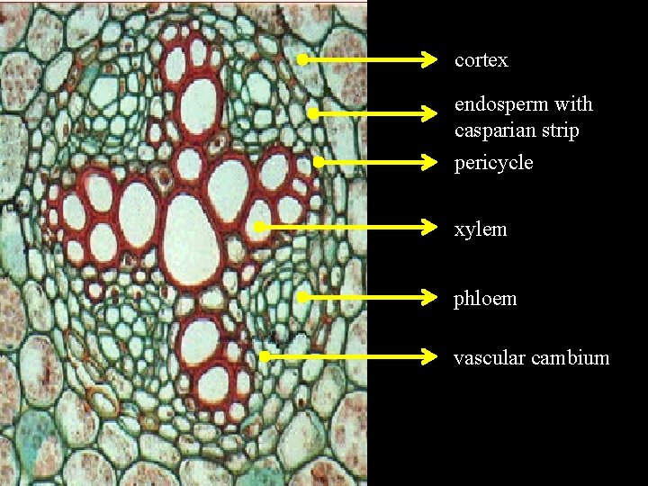 cortex endosperm with casparian strip pericycle xylem phloem vascular cambium 