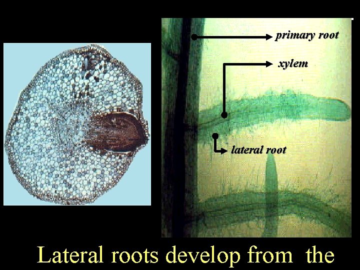 primary root xylem lateral root Lateral roots develop from the 