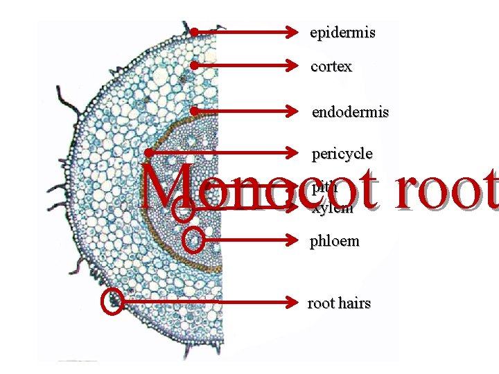 epidermis cortex endodermis pericycle Monocot root pith xylem phloem root hairs 
