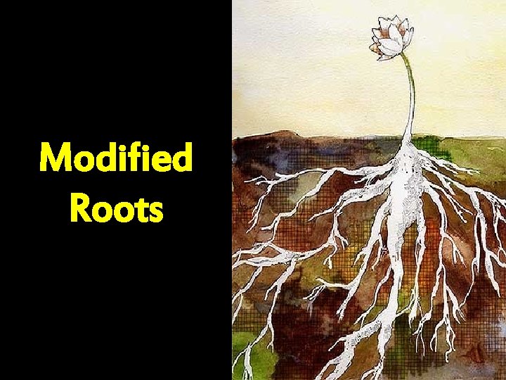 Modified Roots 