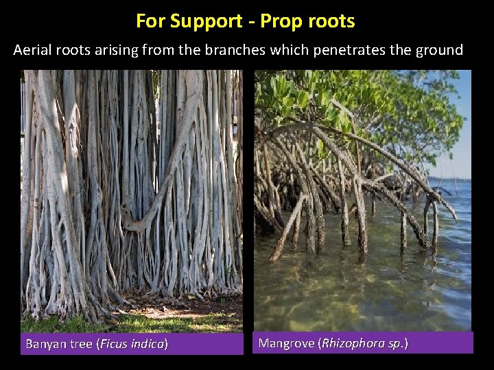 For Support - Prop roots Aerial roots arising from the branches which penetrates the