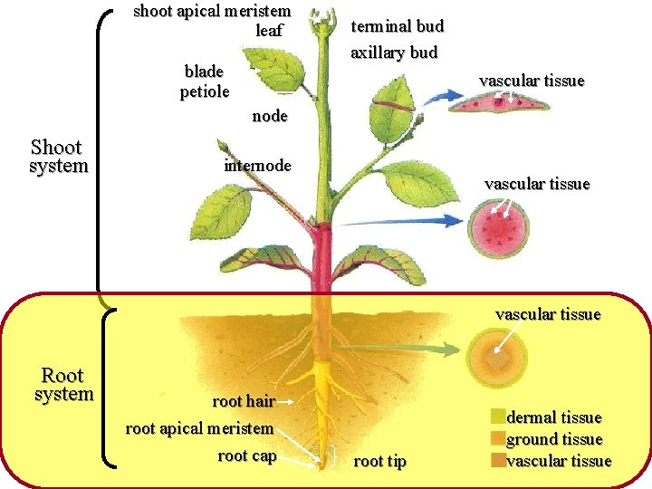 shoot apical meristem leaf blade petiole terminal bud axillary bud vascular tissue node Shoot