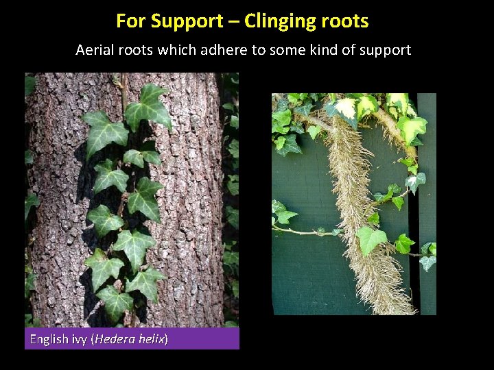 For Support – Clinging roots Aerial roots which adhere to some kind of support