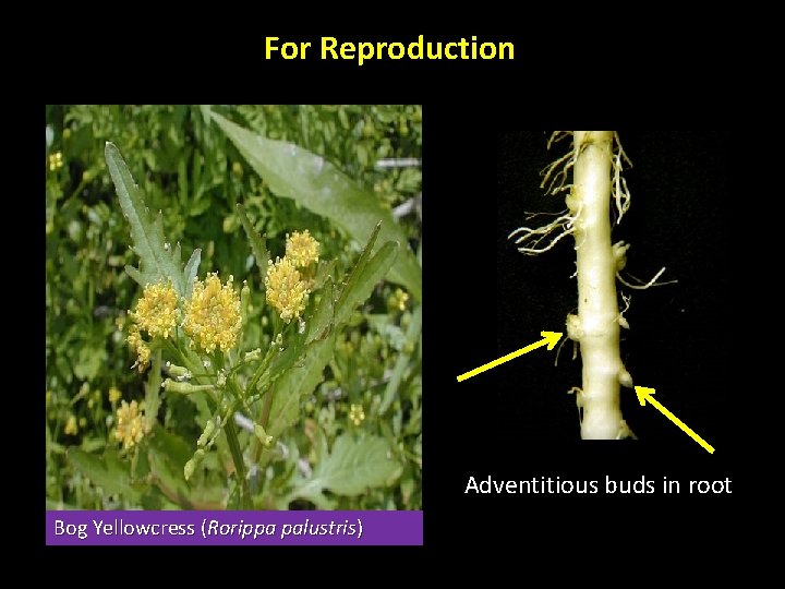 For Reproduction Adventitious buds in root Bog Yellowcress (Rorippa palustris) 