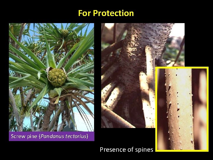 For Protection Screw pine (Pandanus tectorius) Presence of spines 