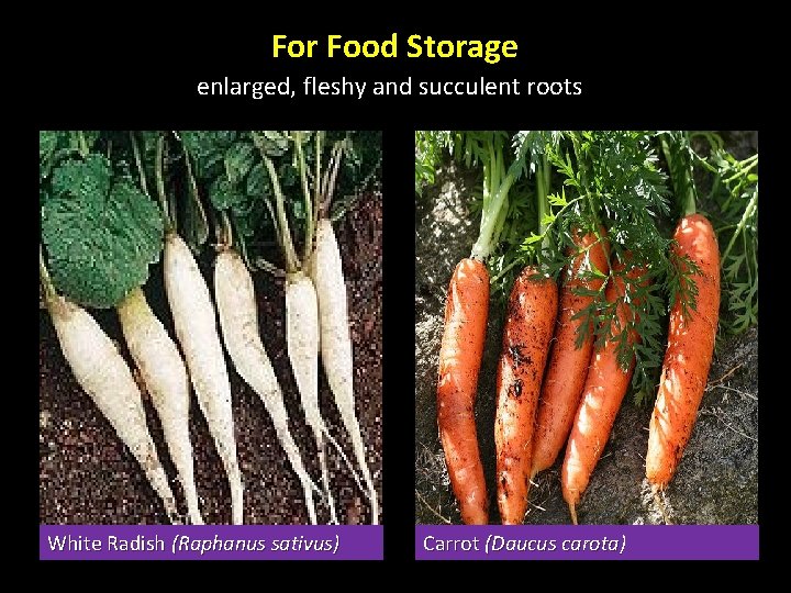 For Food Storage enlarged, fleshy and succulent roots White Radish (Raphanus sativus) Carrot (Daucus