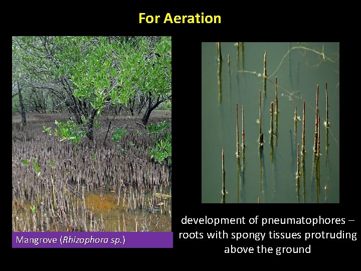 For Aeration Mangrove (Rhizophora sp. ) development of pneumatophores – roots with spongy tissues