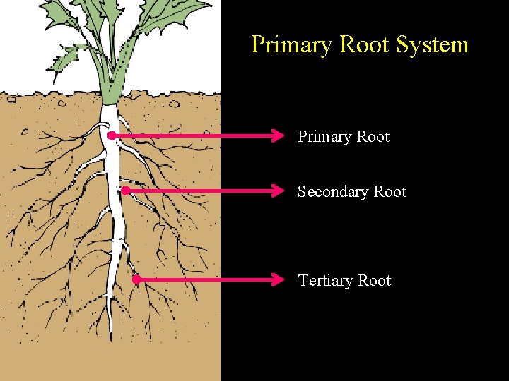 Primary Root System Primary Root Secondary Root Tertiary Root 