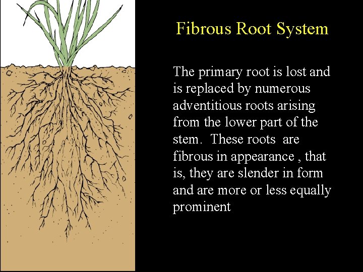 Fibrous Root System The primary root is lost and is replaced by numerous adventitious