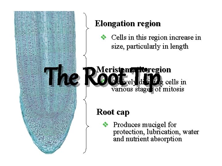 Elongation region v Cells in this region increase in size, particularly in length The