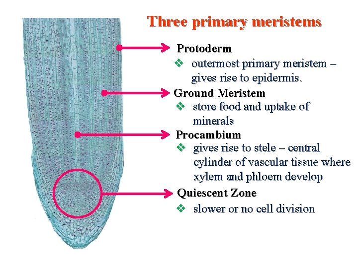 Three primary meristems Protoderm v outermost primary meristem – gives rise to epidermis. Ground