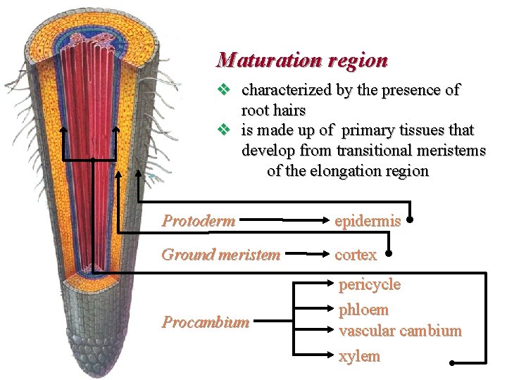 Maturation region v characterized by the presence of root hairs v is made up
