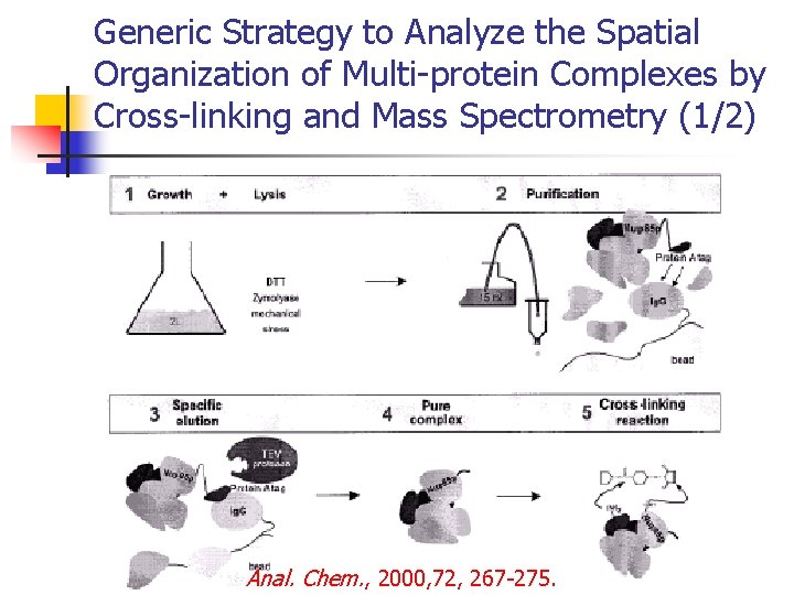 Generic Strategy to Analyze the Spatial Organization of Multi-protein Complexes by Cross-linking and Mass