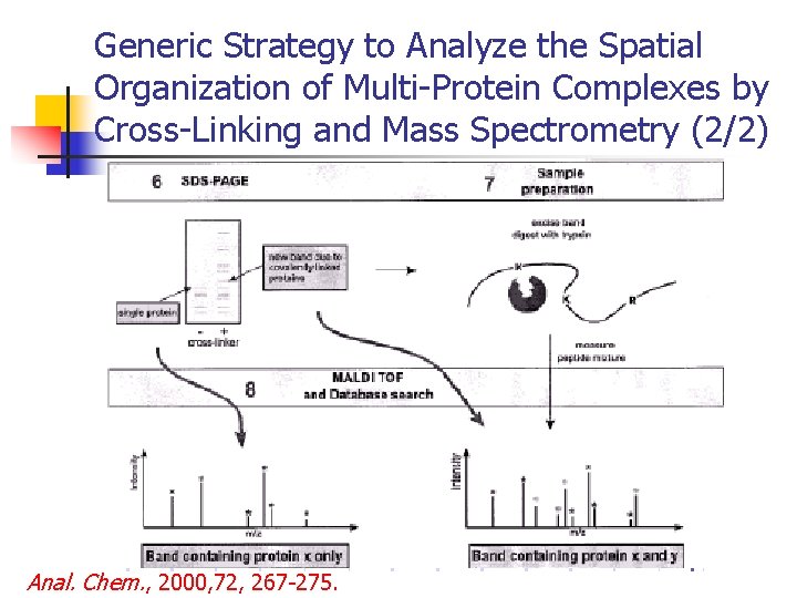 Generic Strategy to Analyze the Spatial Organization of Multi-Protein Complexes by Cross-Linking and Mass