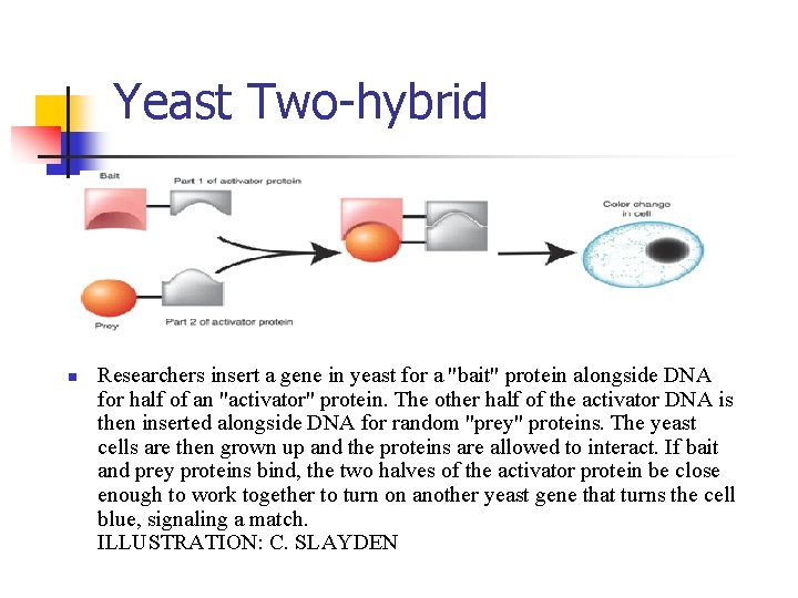 Yeast Two-hybrid n Researchers insert a gene in yeast for a "bait" protein alongside