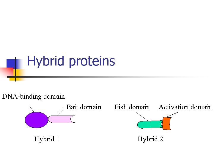 Hybrid proteins DNA-binding domain Bait domain Hybrid 1 Fish domain Activation domain Hybrid 2