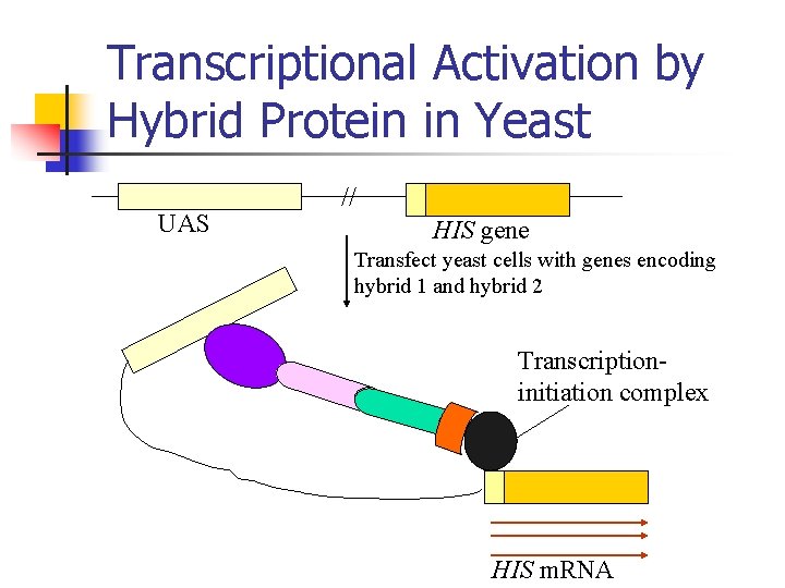 Transcriptional Activation by Hybrid Protein in Yeast UAS // HIS gene Transfect yeast cells
