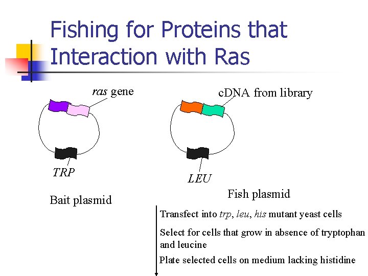 Fishing for Proteins that Interaction with Ras ras gene TRP Bait plasmid c. DNA