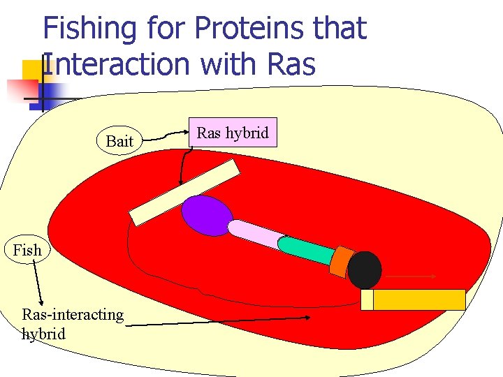 Fishing for Proteins that Interaction with Ras Bait Ras hybrid Fish Ras-interacting hybrid HIS