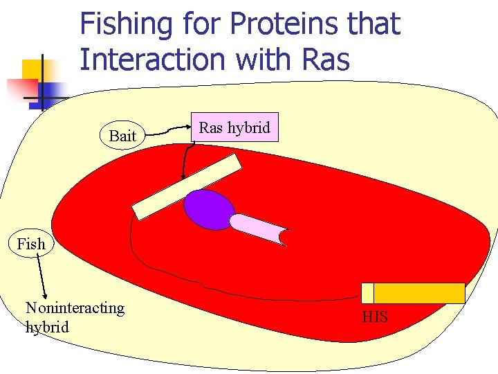 Fishing for Proteins that Interaction with Ras Bait Ras hybrid Fish Noninteracting hybrid HIS