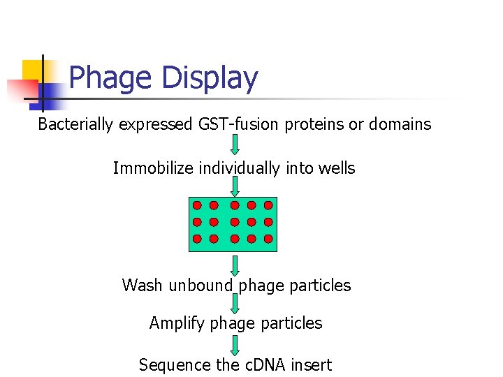 Phage Display Bacterially expressed GST-fusion proteins or domains Immobilize individually into wells Wash unbound