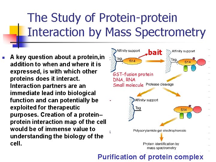 The Study of Protein-protein Interaction by Mass Spectrometry n A key question about a