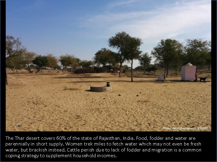 Photo: Amit Chakravarty, ICRISAT The Thar desert covers 60% of the state of Rajasthan,
