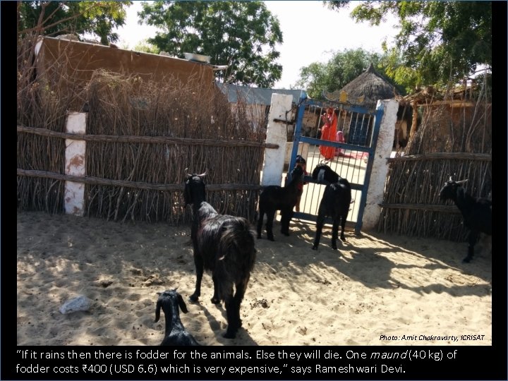 Photo: Amit Chakravarty, ICRISAT “If it rains then there is fodder for the animals.
