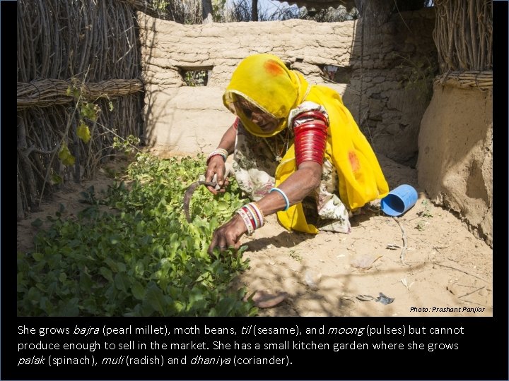 Photo: Prashant Panjiar She grows bajra (pearl millet), moth beans, til (sesame), and moong