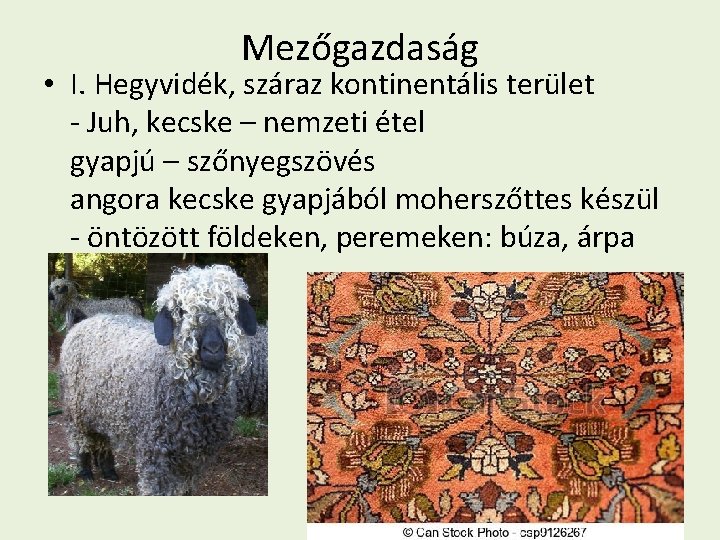 Mezőgazdaság • I. Hegyvidék, száraz kontinentális terület - Juh, kecske – nemzeti étel gyapjú