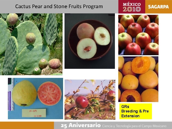 Cactus Pear and Stone Fruits Program GRs Breeding & Pre Extension 