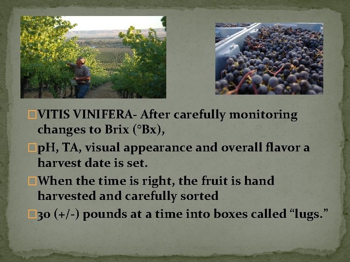 �VITIS VINIFERA- After carefully monitoring changes to Brix (°Bx), �p. H, TA, visual appearance