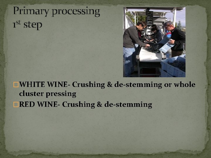 Primary processing 1 st step �WHITE WINE- Crushing & de-stemming or whole cluster pressing