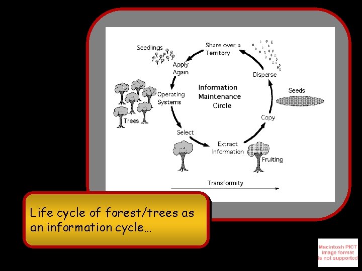 Life cycle of forest/trees as an information cycle… 