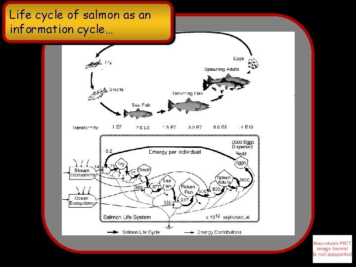 Life cycle of salmon as an information cycle… 
