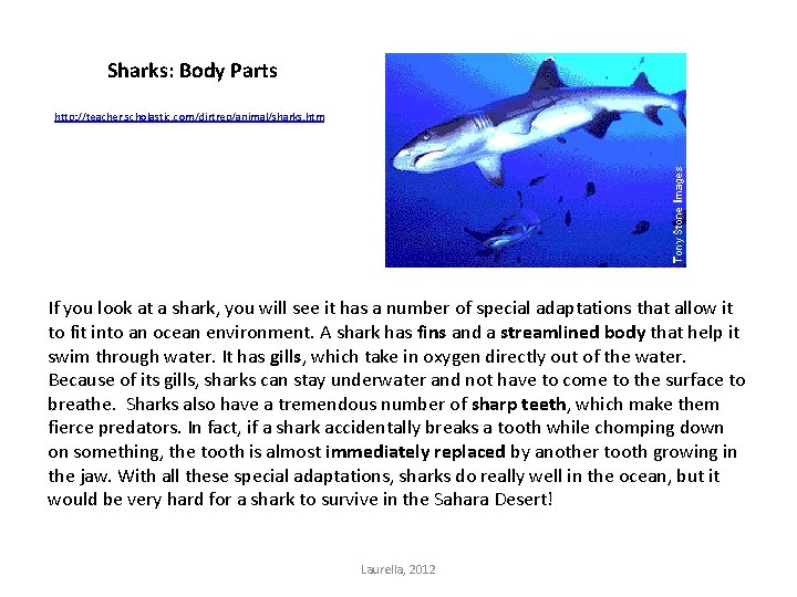 Sharks: Body Parts http: //teacher. scholastic. com/dirtrep/animal/sharks. htm If you look at a shark,